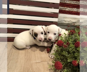 Jack Russell Terrier Litter for sale in MABLETON, GA, USA