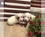 Image preview for Ad Listing. Nickname: Litter of 6
