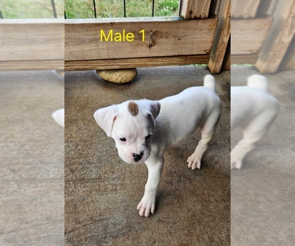 Medium Photo #1 Boxer Puppy For Sale in PELZER, SC, USA