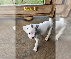 Boxer Puppy for sale in PELZER, SC, USA