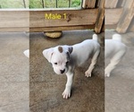 Small Photo #1 Boxer Puppy For Sale in PELZER, SC, USA
