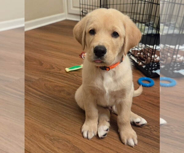 Medium Photo #4 Great Dane-Labrador Retriever Mix Puppy For Sale in Bullard, TX, USA