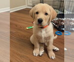 Small #3 Great Dane-Labrador Retriever Mix
