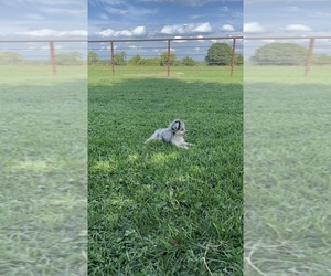 Miniature Australian Shepherd-Poodle (Toy) Mix Puppy for sale in CASSVILLE, MO, USA