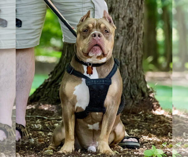 Medium Photo #5 American Staffordshire Terrier Puppy For Sale in Arlington, VA, USA