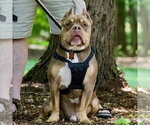 Small #4 American Staffordshire Terrier