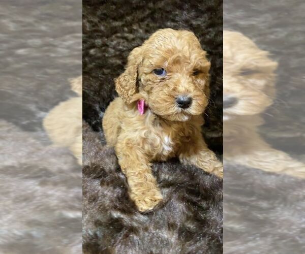 Medium Photo #9 Poodle (Standard) Puppy For Sale in JUDSONIA, AR, USA