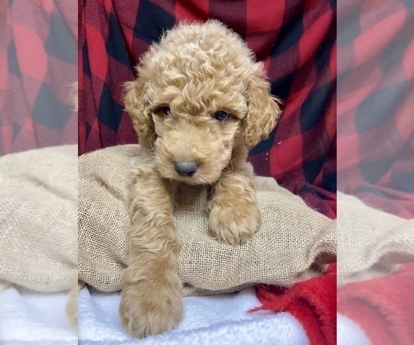 Medium Photo #1 Goldendoodle Puppy For Sale in BARDSTOWN, KY, USA