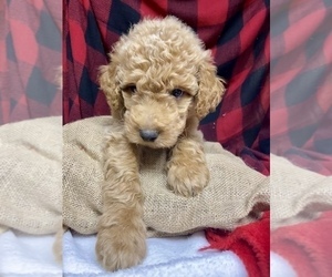 Goldendoodle Puppy for Sale in BARDSTOWN, Kentucky USA
