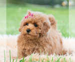 Small #3 Maltipoo (Miniature)