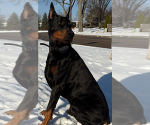Father of the Doberman Pinscher puppies born on 07/19/2025