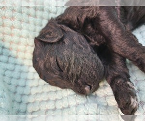 Medium Poodle (Standard)