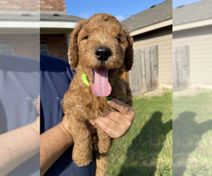 Goldendoodle Puppy for sale in SAN ANTONIO, TX, USA