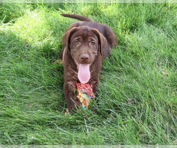 Medium Photo #4 Labrador Retriever Puppy For Sale in SYRACUSE, IN, USA
