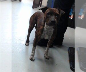 Mutt Dogs for adoption in Fayetteville, NC, USA