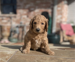 Small #24 Goldendoodle