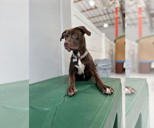 Staffordshire Bull Terrier Dogs for adoption in Tustin, CA, USA