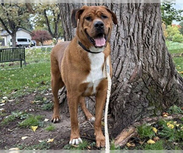 Medium Photo #1 Mastiff Puppy For Sale in Denver, CO, USA