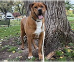 WARIO - Male Mastiff Dog for Adoption - Small photo