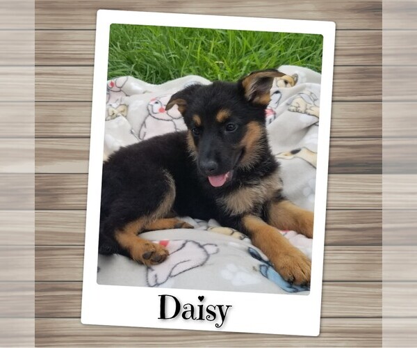Medium Photo #45 German Shepherd Dog Puppy For Sale in BROOKFIELD, MO, USA