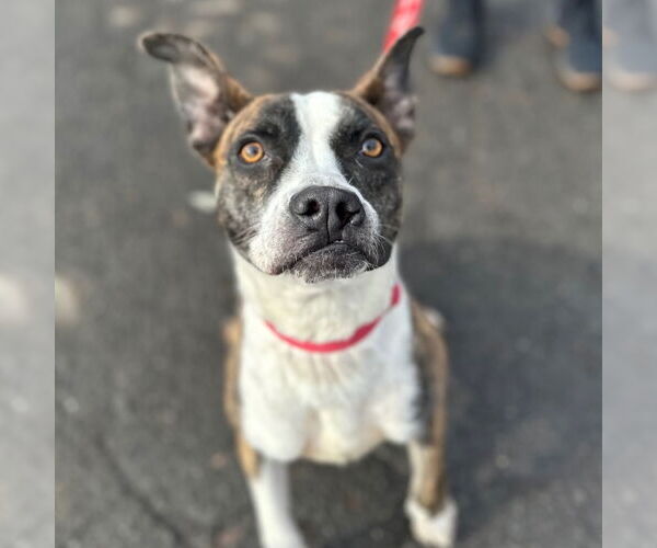 Medium Photo #9 Boxer-Unknown Mix Puppy For Sale in Canton, CT, USA