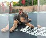 Small #4 Jack Russell Terrier-Staffordshire Bull Terrier Mix