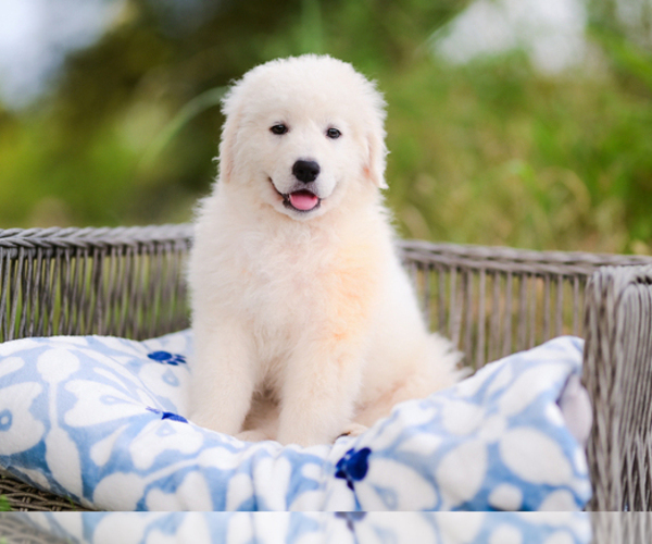 Medium Photo #1 Maremma Sheepdog Puppy For Sale in CONWAY, MO, USA