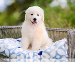Small Photo #1 Maremma Sheepdog Puppy For Sale in CONWAY, MO, USA