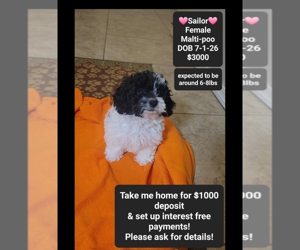 Medium Photo #1 Maltipoo (Toy) Puppy For Sale in TUCSON, AZ, USA