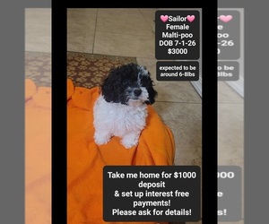 Maltipoo (Toy) Puppy for sale in TUCSON, AZ, USA