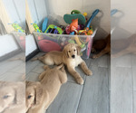 Small Photo #45 Golden Retriever Puppy For Sale in ORLANDO, FL, USA