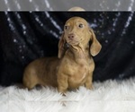 Small #4 Dachshund