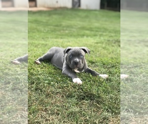 American Bully Puppy for Sale in PICKENS, South Carolina USA