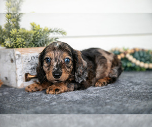 Medium Dachshund