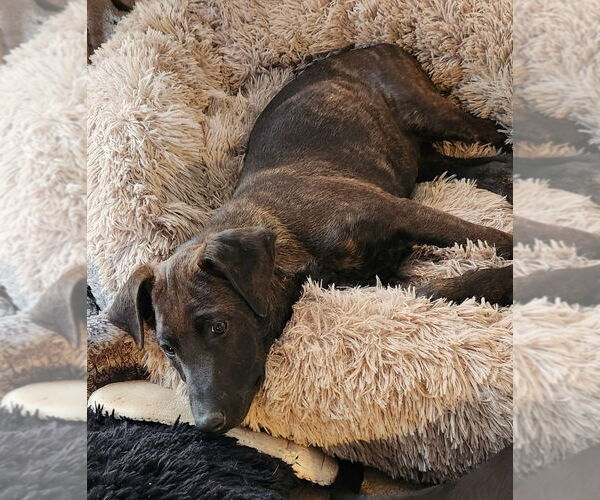 Medium Photo #2 Doberman Pinscher-Unknown Mix Puppy For Sale in Lake Forest, CA, USA