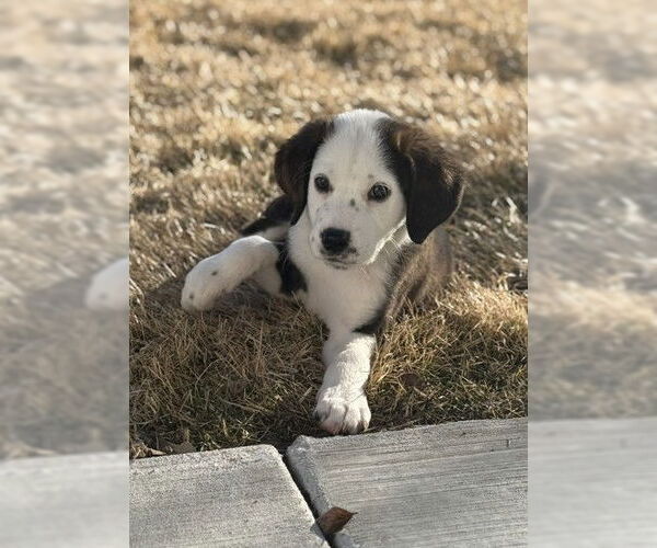 Medium Photo #1 Colonial Cocker Spaniel-Unknown Mix Puppy For Sale in St. Louis Park, MN, USA