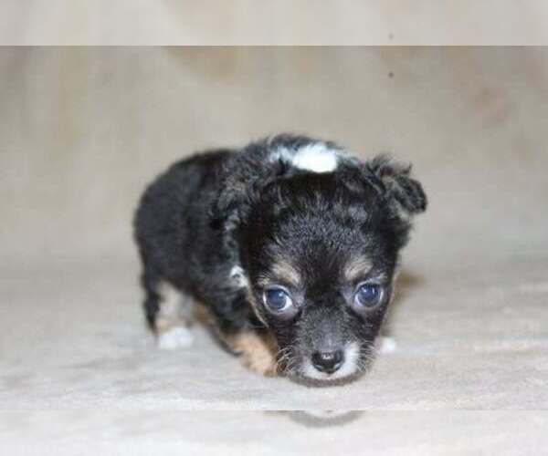 Medium Photo #24 Chihuahua Puppy For Sale in HUDSONVILLE, MI, USA