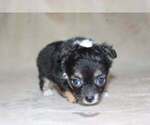 Small Photo #24 Chihuahua Puppy For Sale in HUDSONVILLE, MI, USA