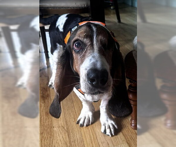 Medium Photo #6 Basset Hound Puppy For Sale in Deepwater, NJ, USA