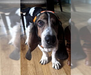 TOBIAS - Male Basset Hound Dog for Adoption - Photo #6
