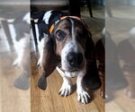 Small #5 Basset Hound