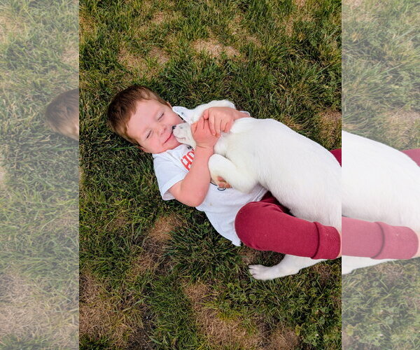 Medium Photo #4 Border Collie-Unknown Mix Puppy For Sale in Sandy, UT, USA