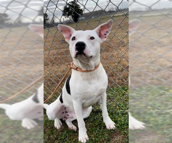 Medium Photo #2 American Pit Bull Terrier-Unknown Mix Puppy For Sale in Rosenberg, TX, USA