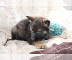 Small Photo #2 German Shepherd Dog Puppy For Sale in SHILOH, OH, USA