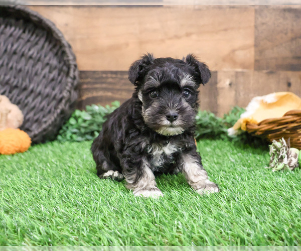 Medium Photo #2 Schnauzer (Miniature) Puppy For Sale in SYRACUSE, IN, USA