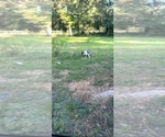 Puppy Mable Australian Shepherd