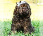 Small Photo #37 Cocker Spaniel Puppy For Sale in WARSAW, IN, USA