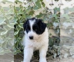 Puppy 1 Border-Aussie