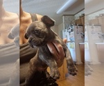 Puppy 3 French Bulldog