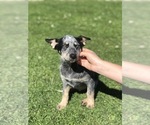 Small Photo #9 Australian Cattle Dog Puppy For Sale in ASHLAND, OH, USA